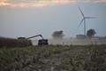 Harvesting the Corn
