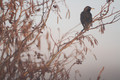 Starling