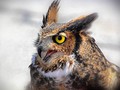 Unhappy Owl