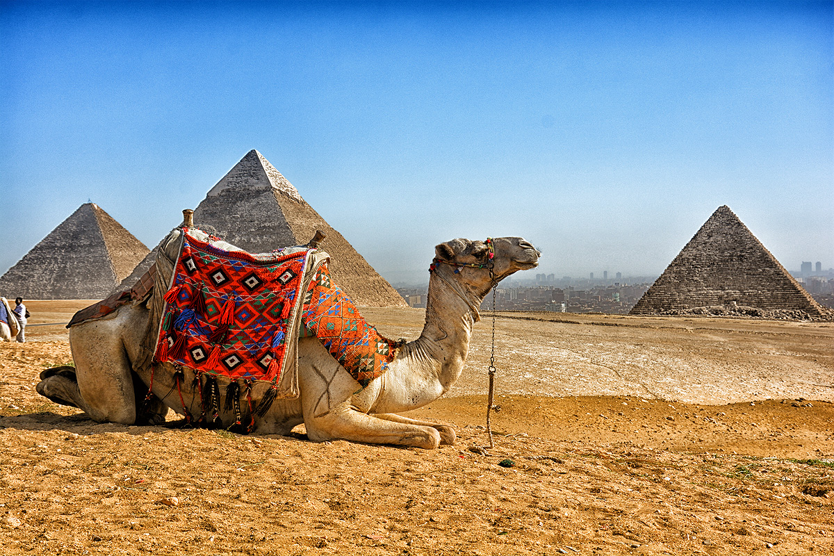 Camel Posing by The Pyramids