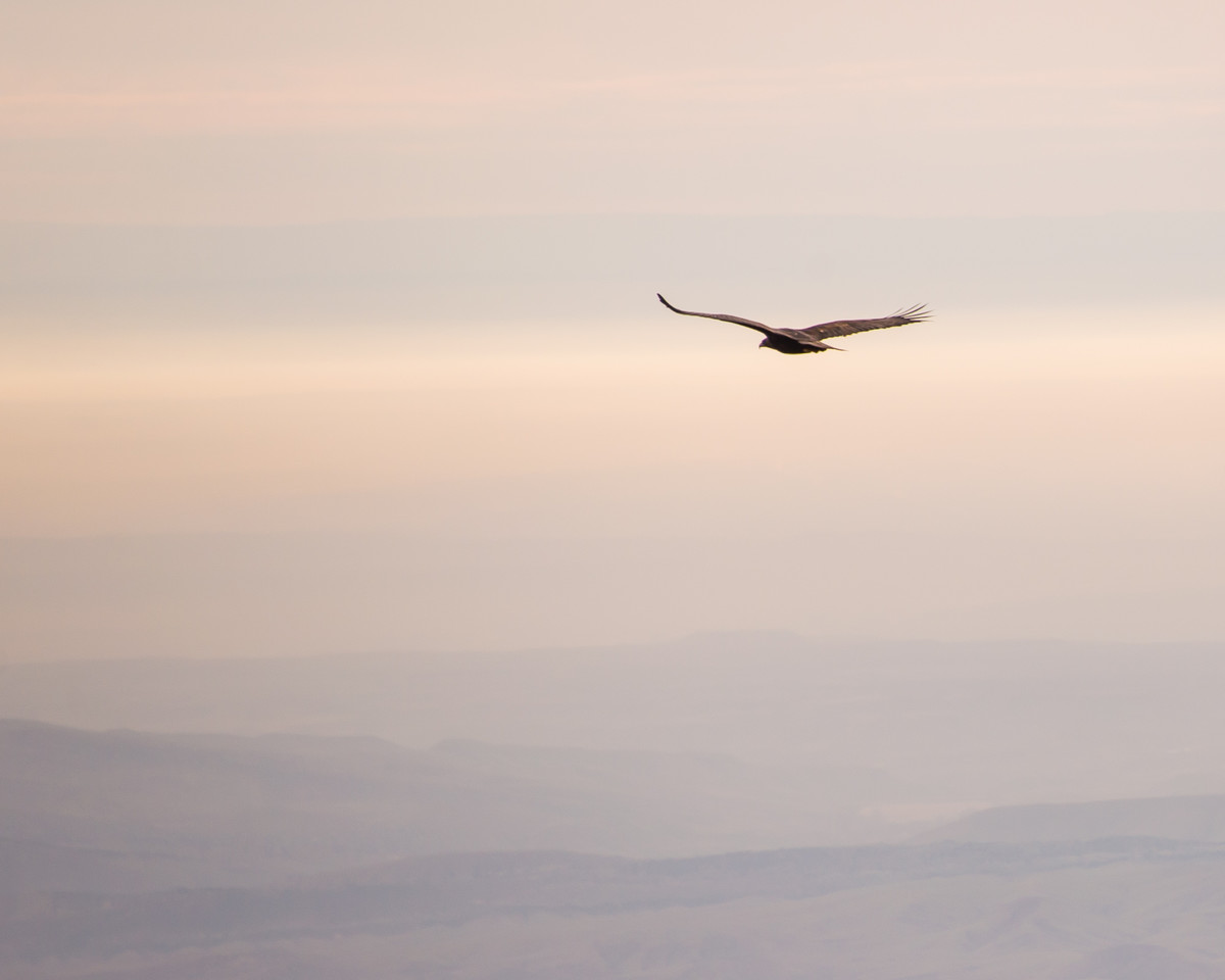 on wings of an eagle