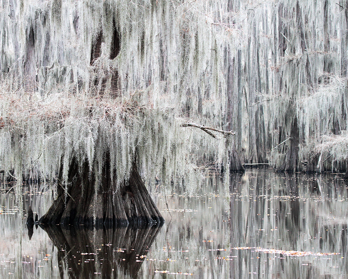 Winter Cypress in Color