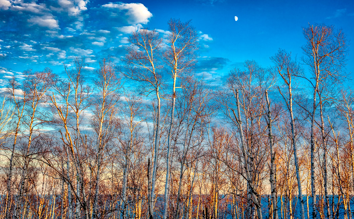 Birches on the Lakeshore