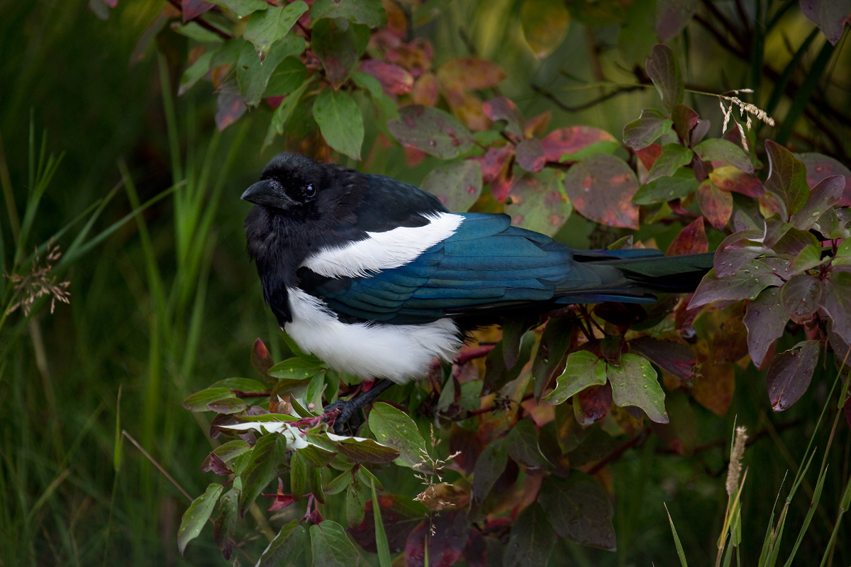 Calm Colourful Corvid