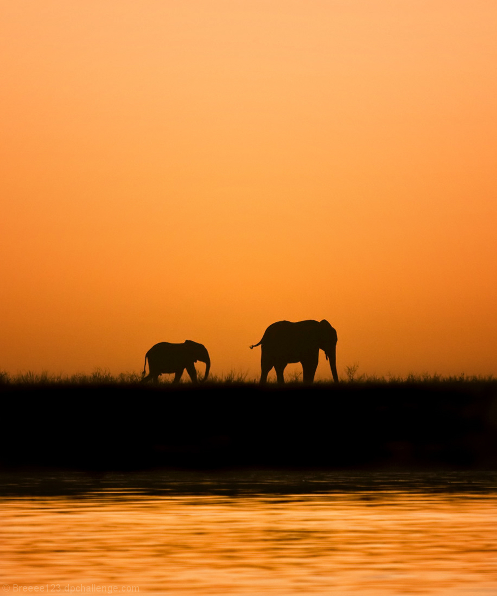 Elephants at Sunset along the Chobe River