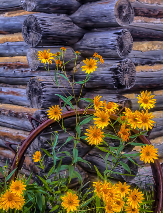 Log House Weeds