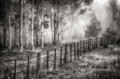 Old Farm Fence