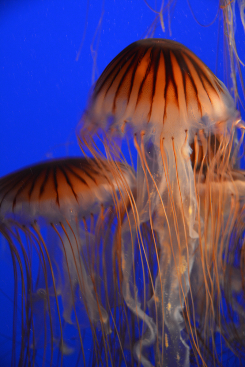 Underwater Ghosts