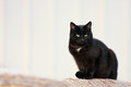 Barn Cat