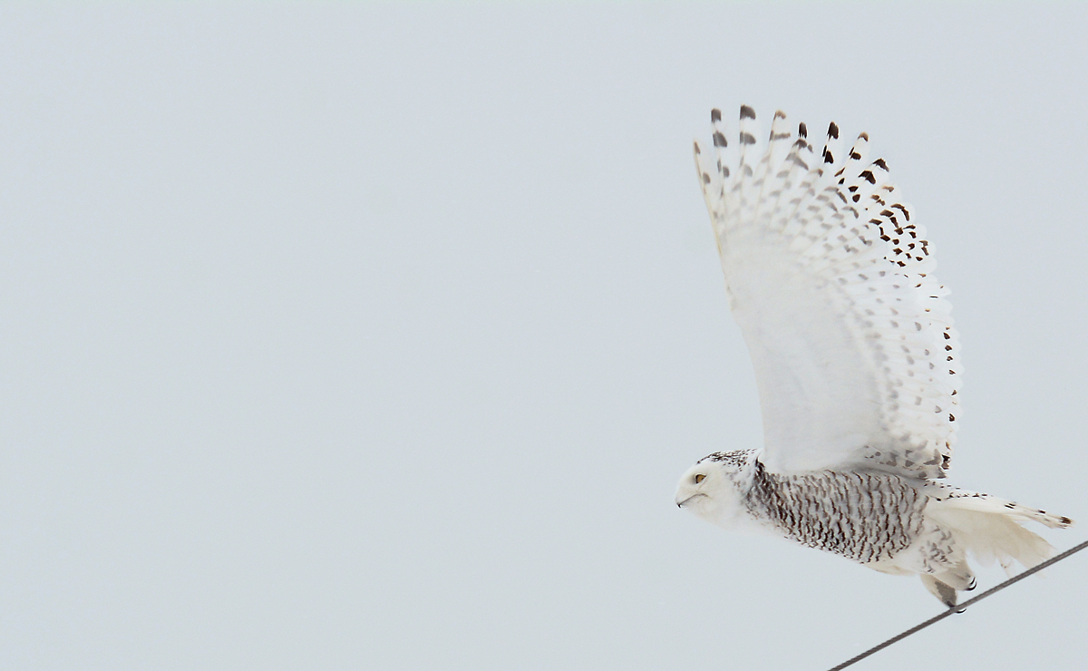 The free bird thinks of another breeze