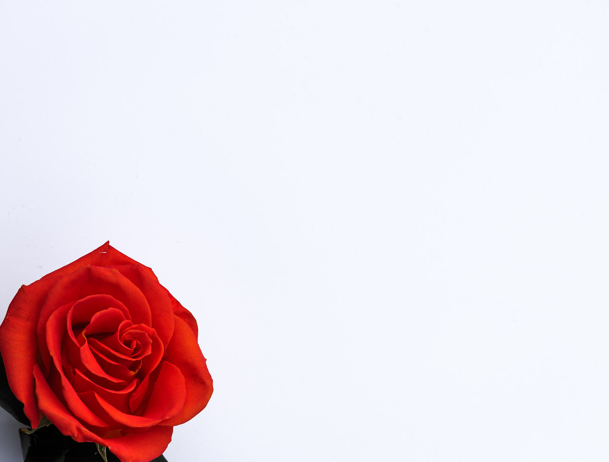 Red Rose