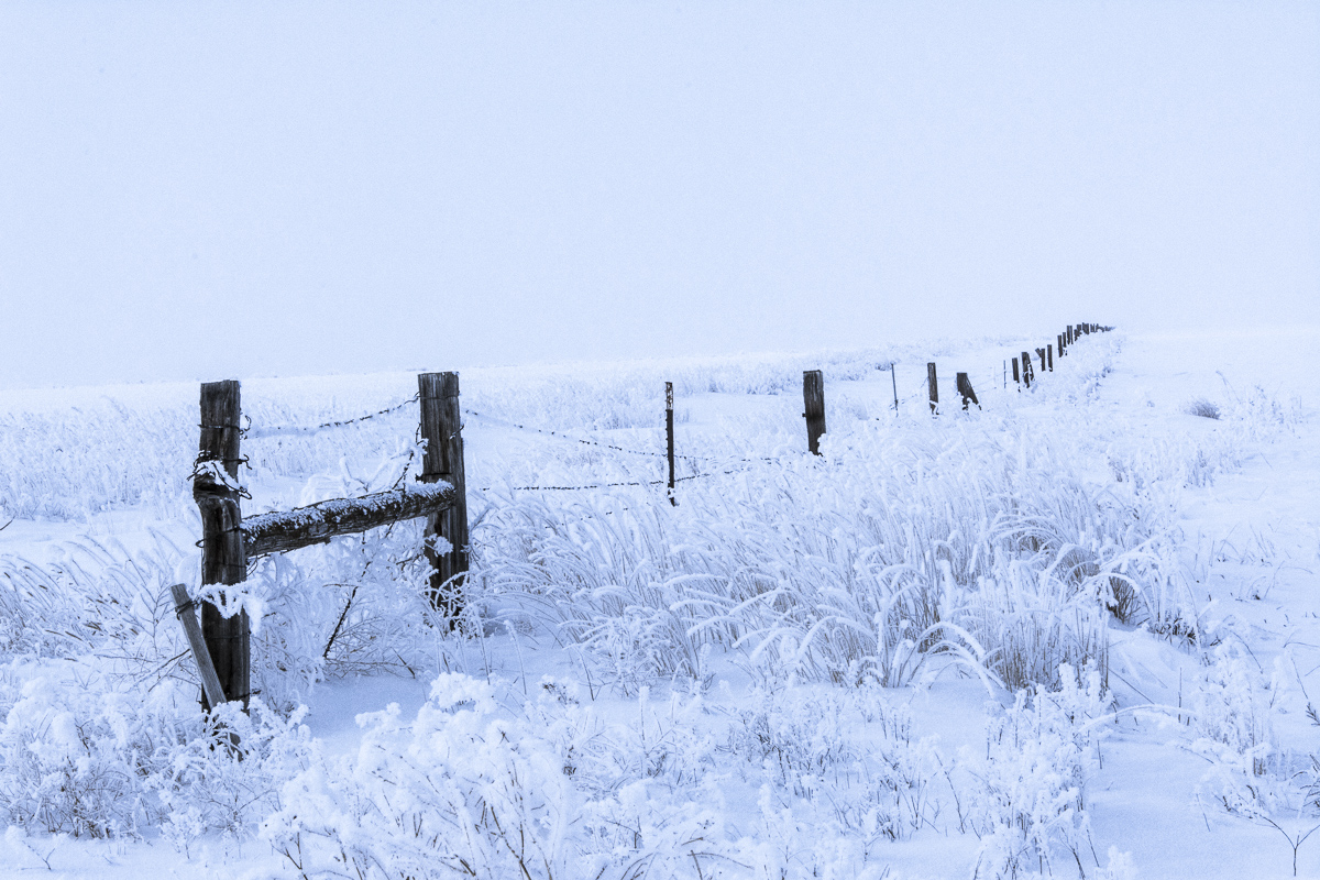 Icy_Fence