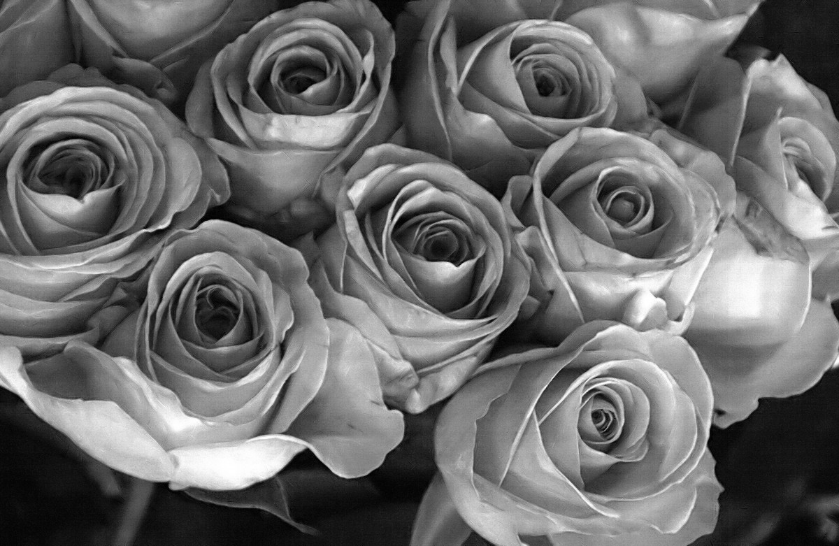 Red Roses
