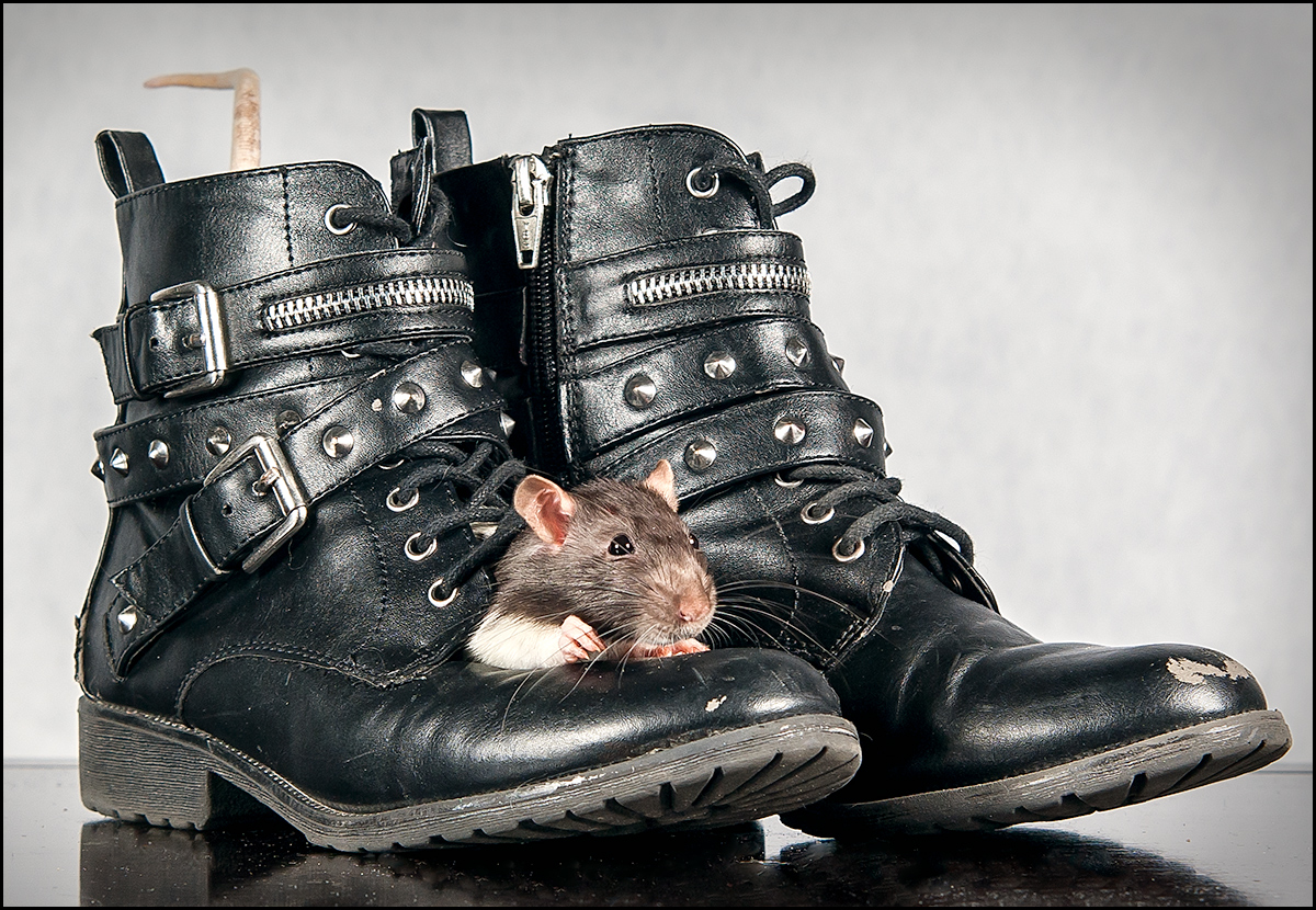 Rat Boots?