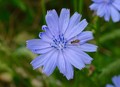 A Little Bee and a Wildflower