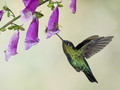 The Humming Bird and the Bees