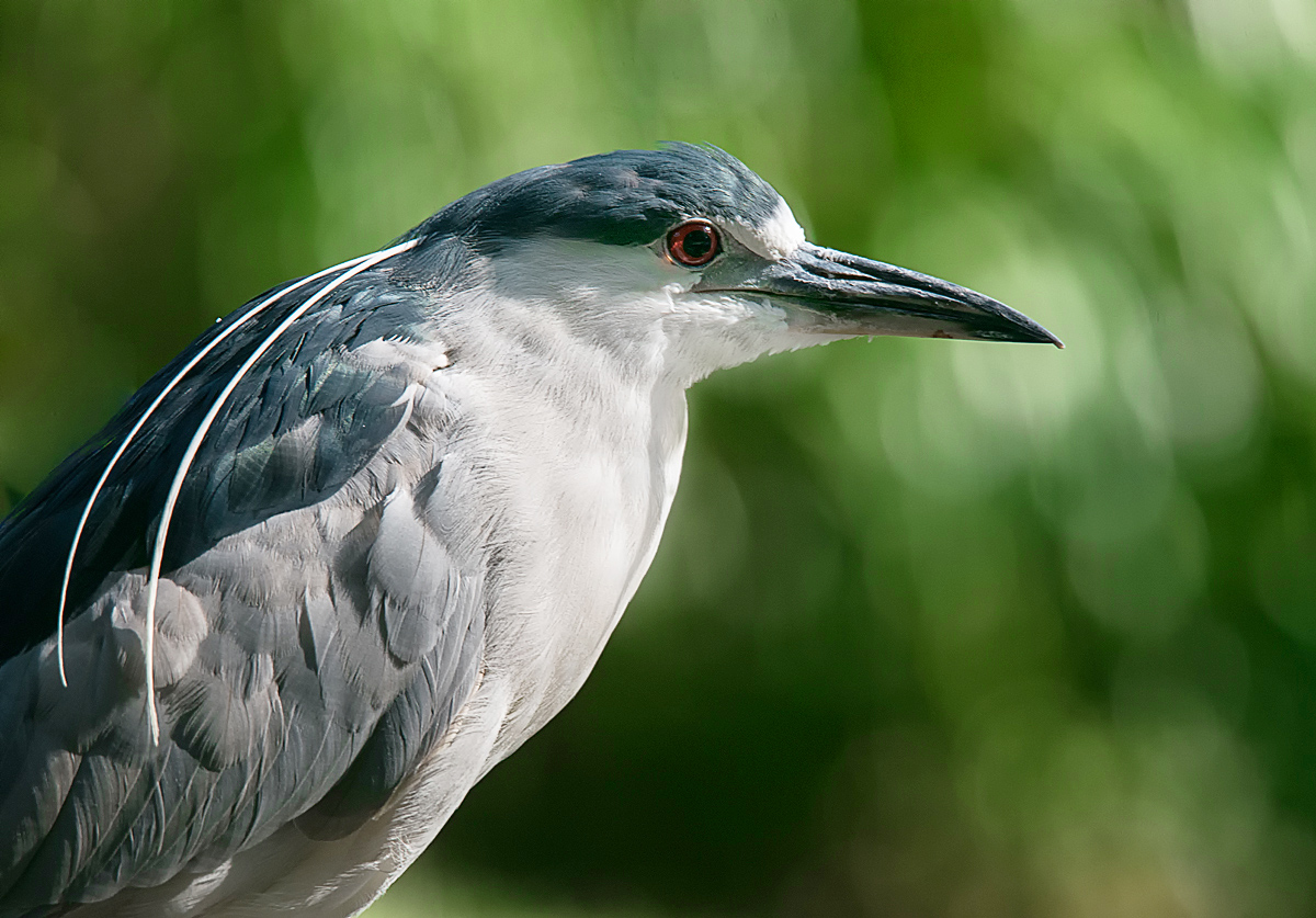Portrait of a Black-crowned Night Heron