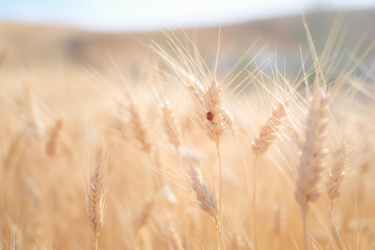 Lady Bug on Wheat