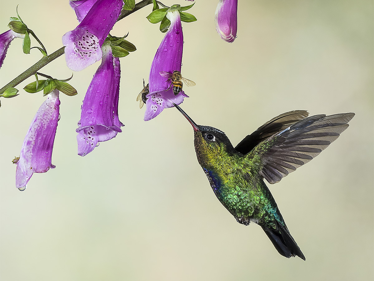 The Humming Bird and the Bees
