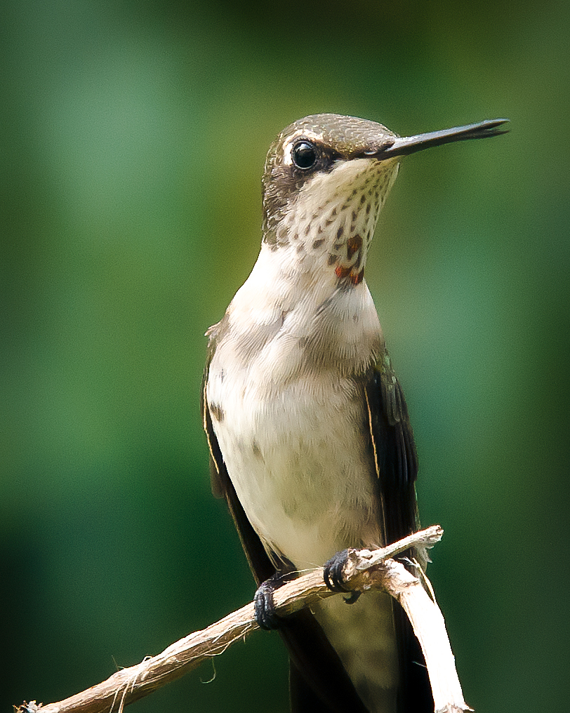 Ruby-Throated Hummingbird