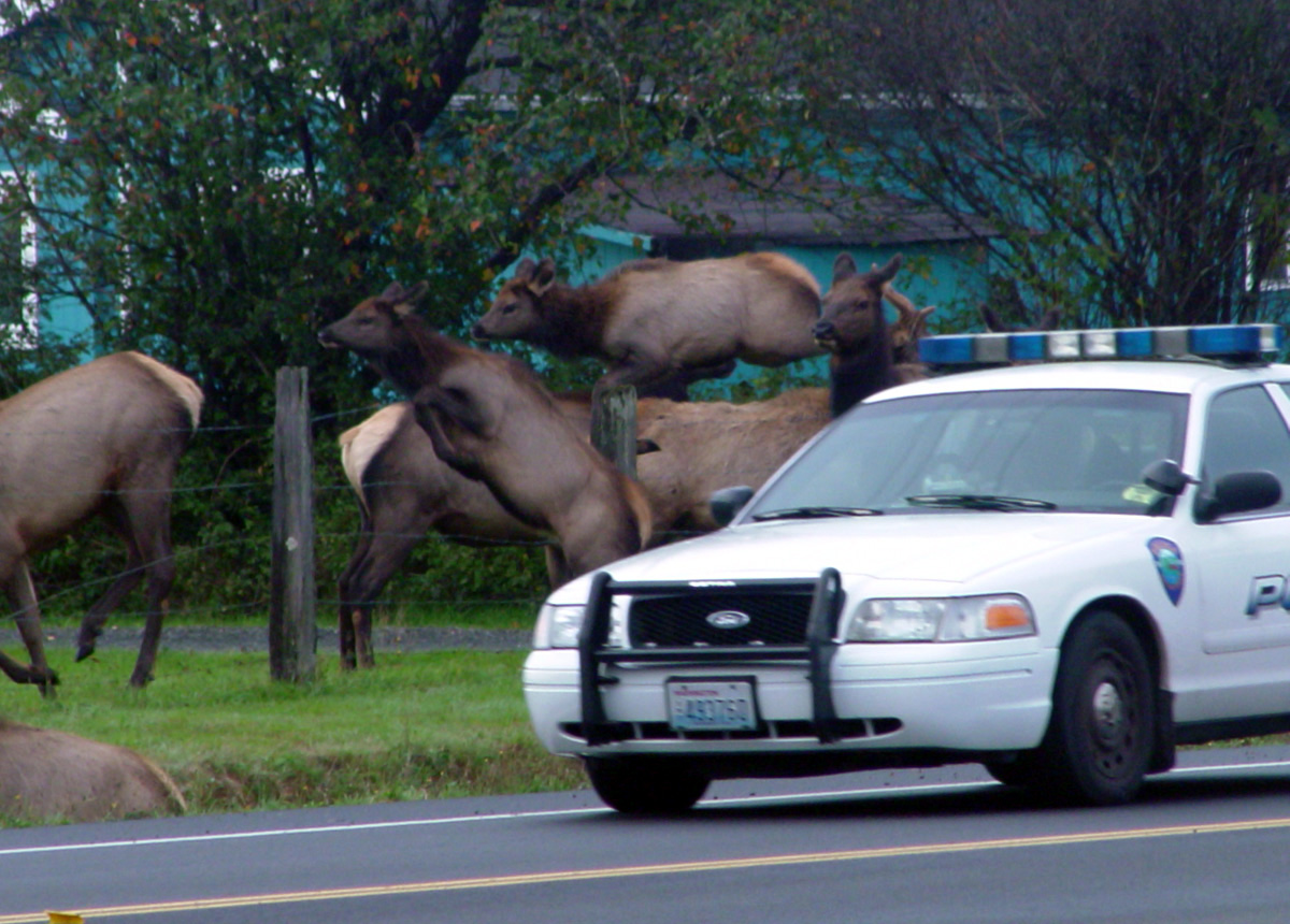 Herding elk