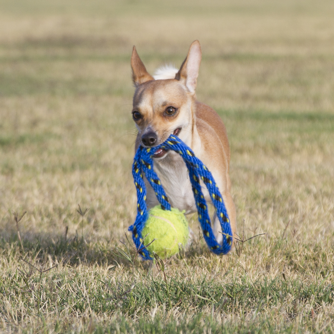 Bubbas Toy