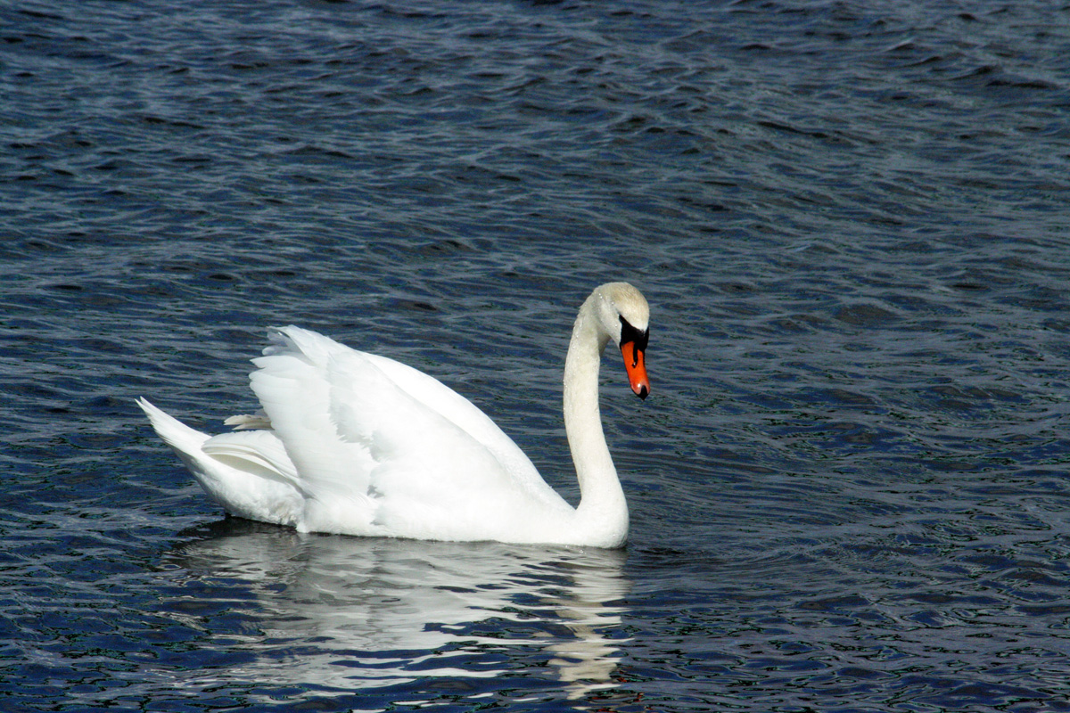 Swan Lake