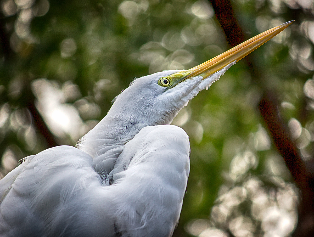 Ardea alba