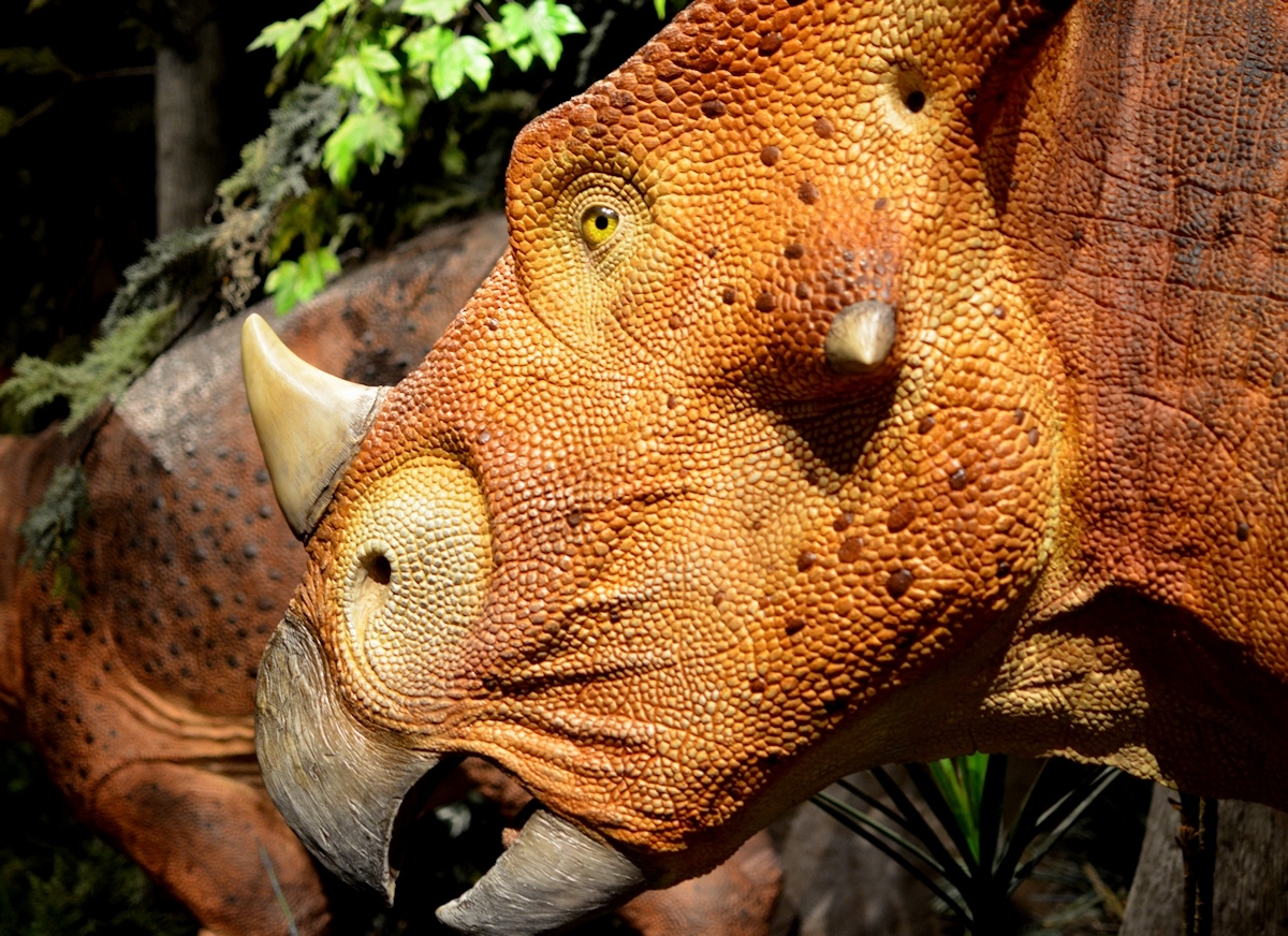 Extinction: A Portrait