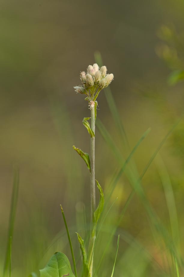 Antennaria