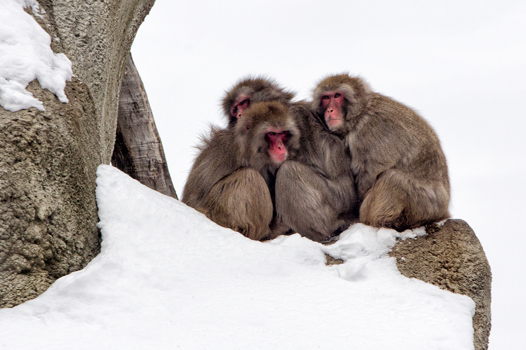 Snuggling together for warmth