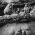 Baboons