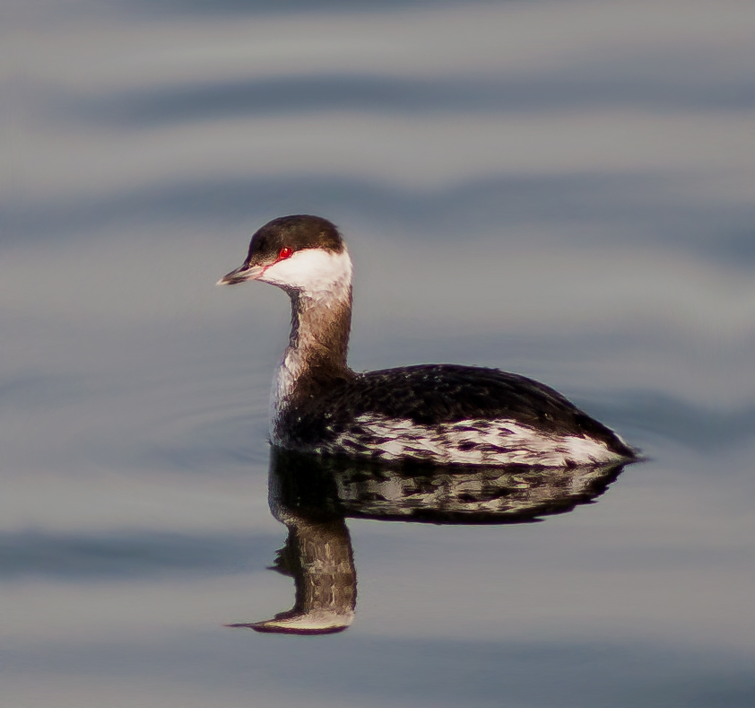 Horned Grebe