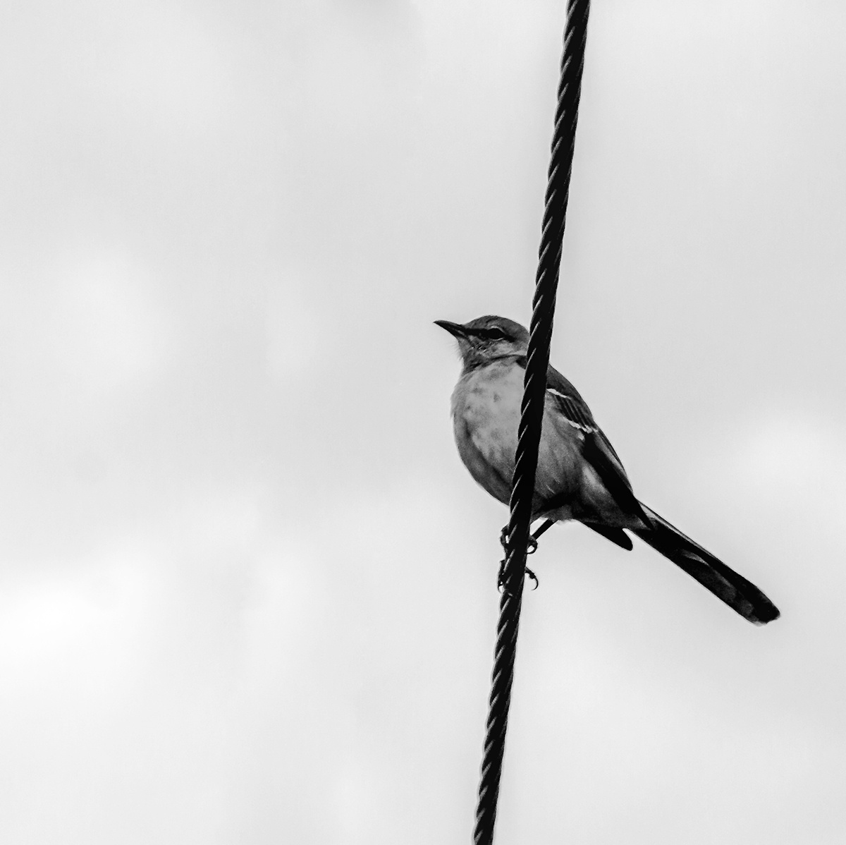 ~bird on a wire~