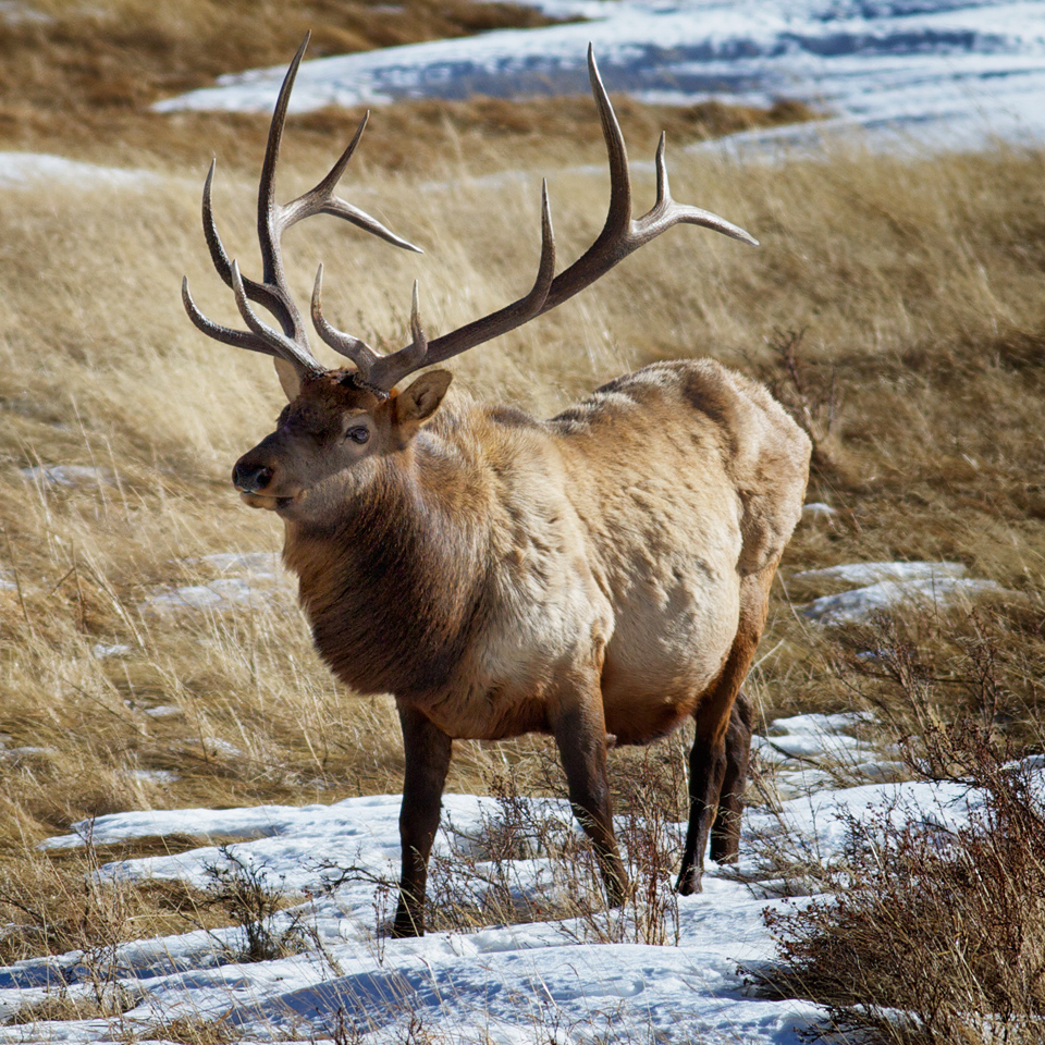 January in the Meadow