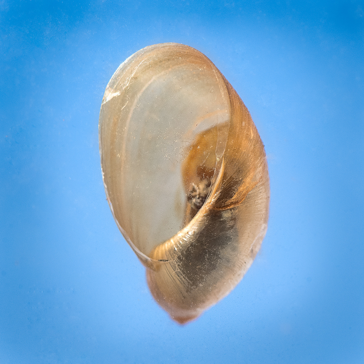 Snail shell on winter window