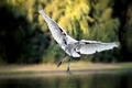 The landing