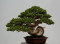 Infinity Bonsai