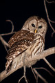Barred Owl - Backyard Visitor