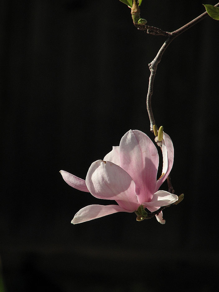Minimal Magnolia