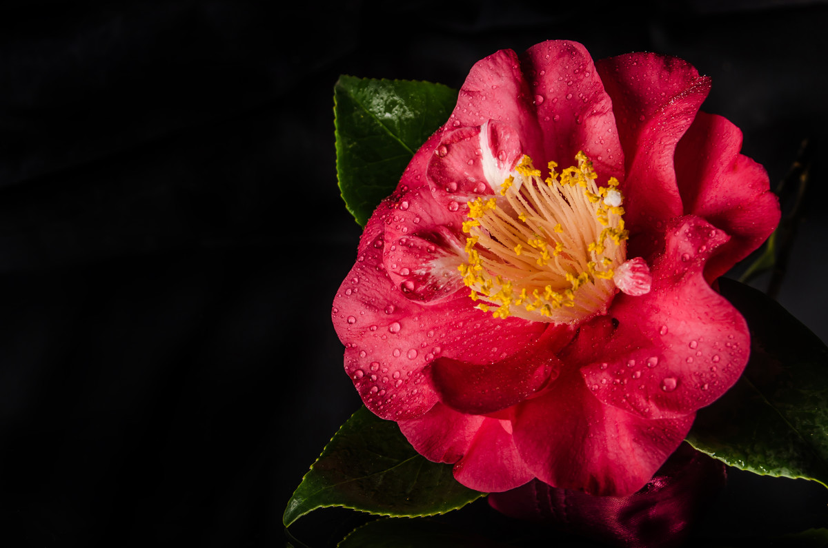 Christmas Camellia