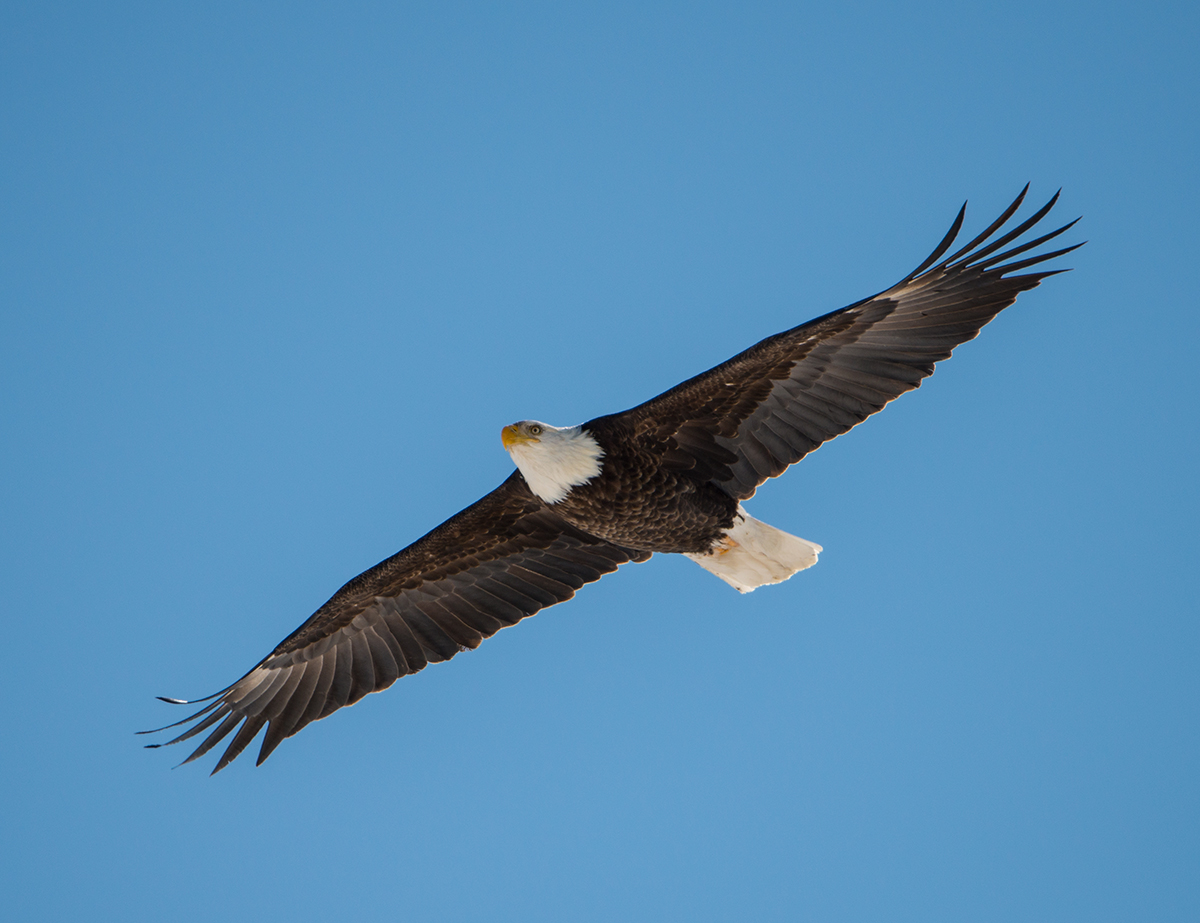 Soaring Bald Eagle