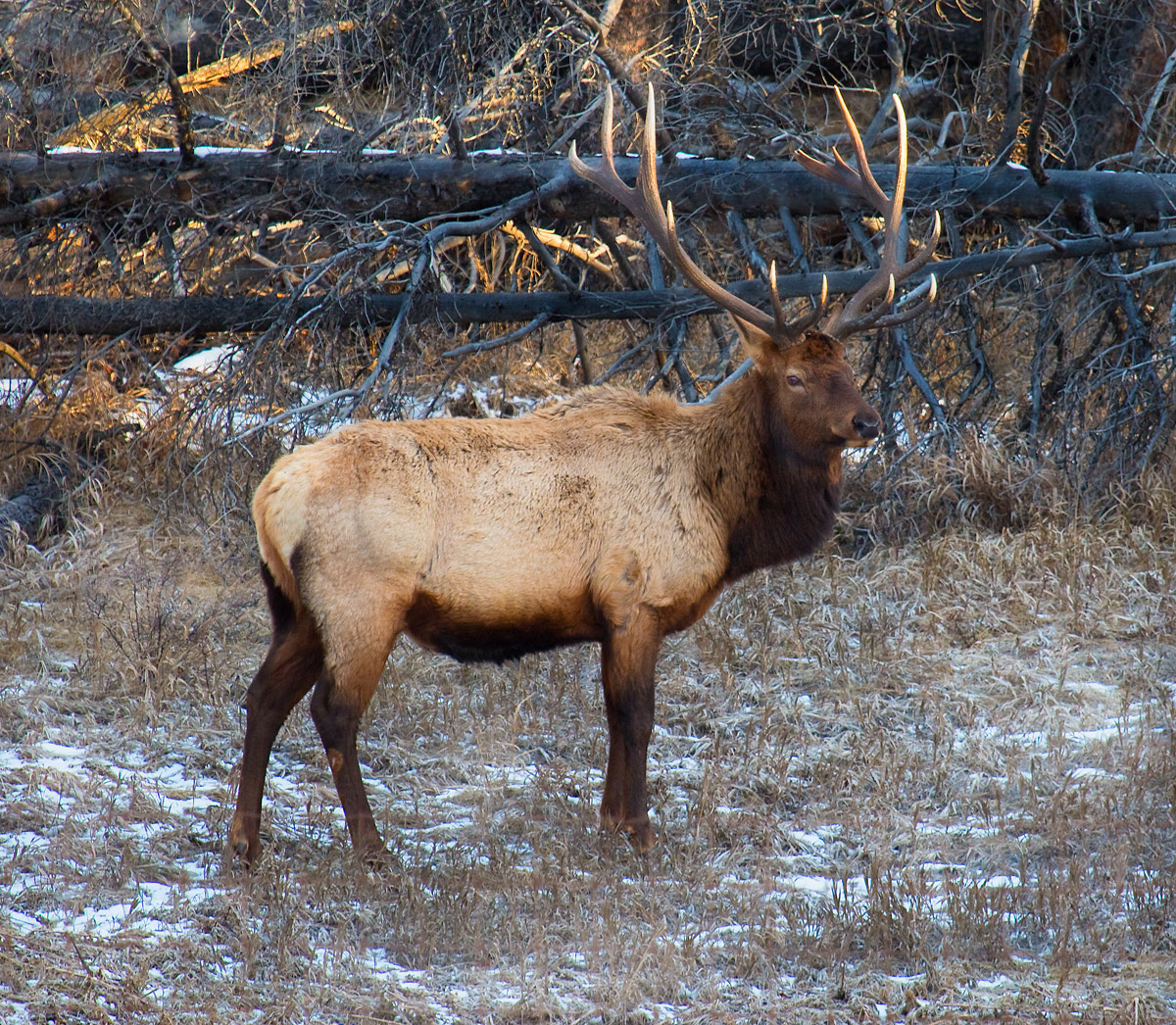Bull Elk