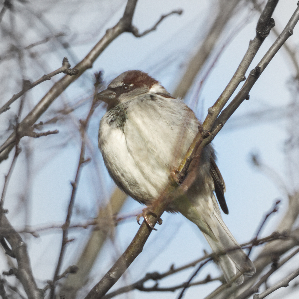 Who will love a little sparrow?