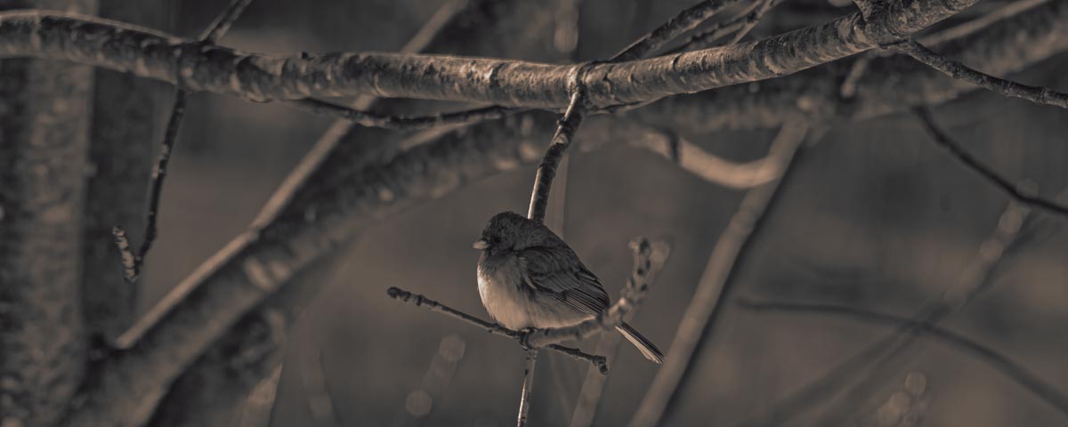 junco