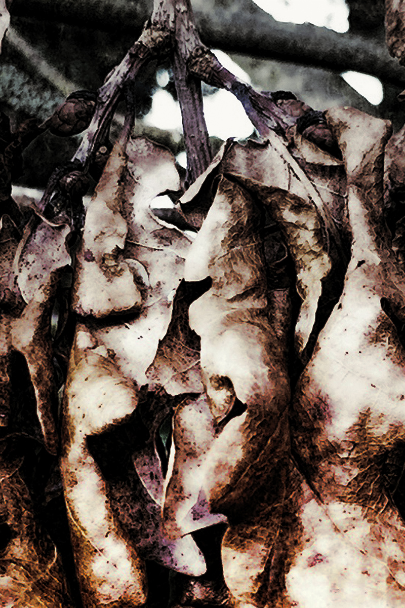 Natural Death