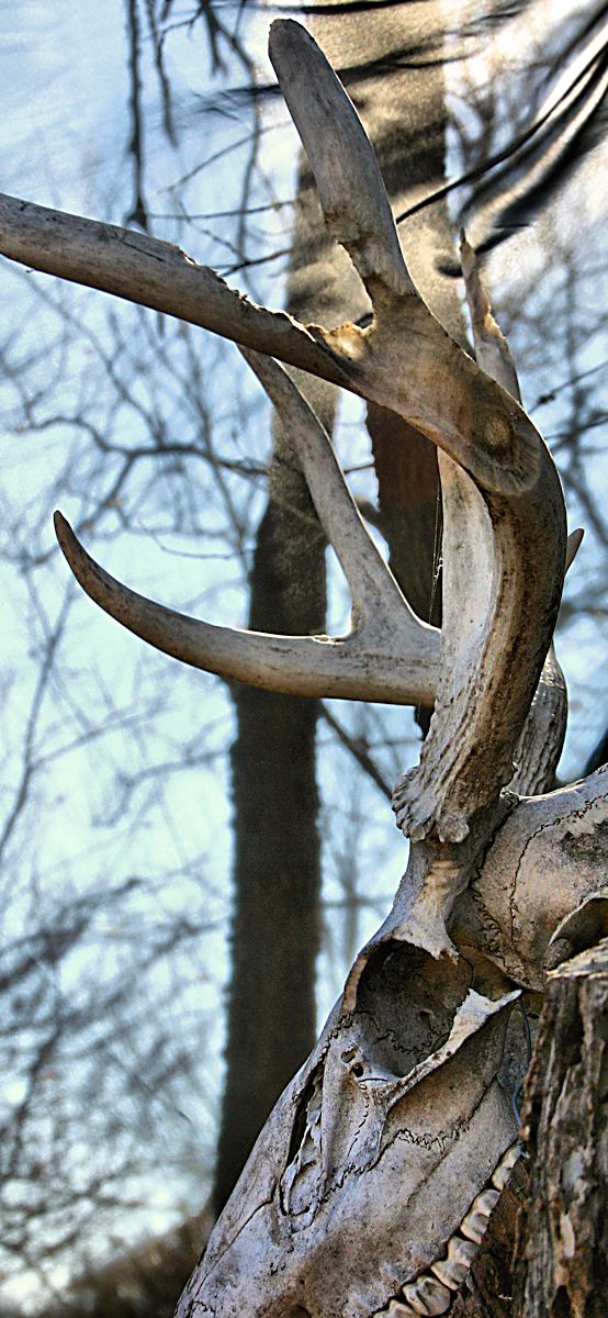 Death Sustains Life:  Rodent Nibbles on Antlers and Eye Orbit