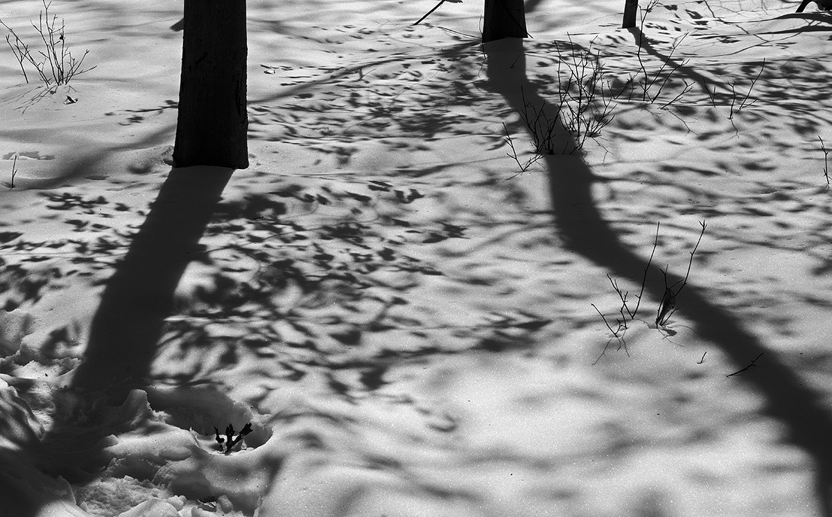 long winter waiting for the dappling of the light