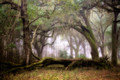 The earth has music for those who listen - Shakesphere