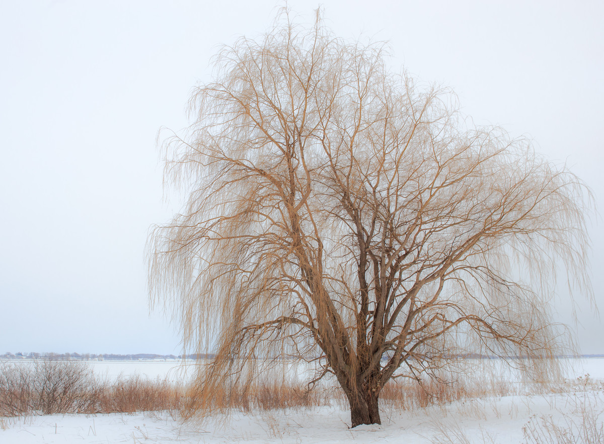 Weeping Willow